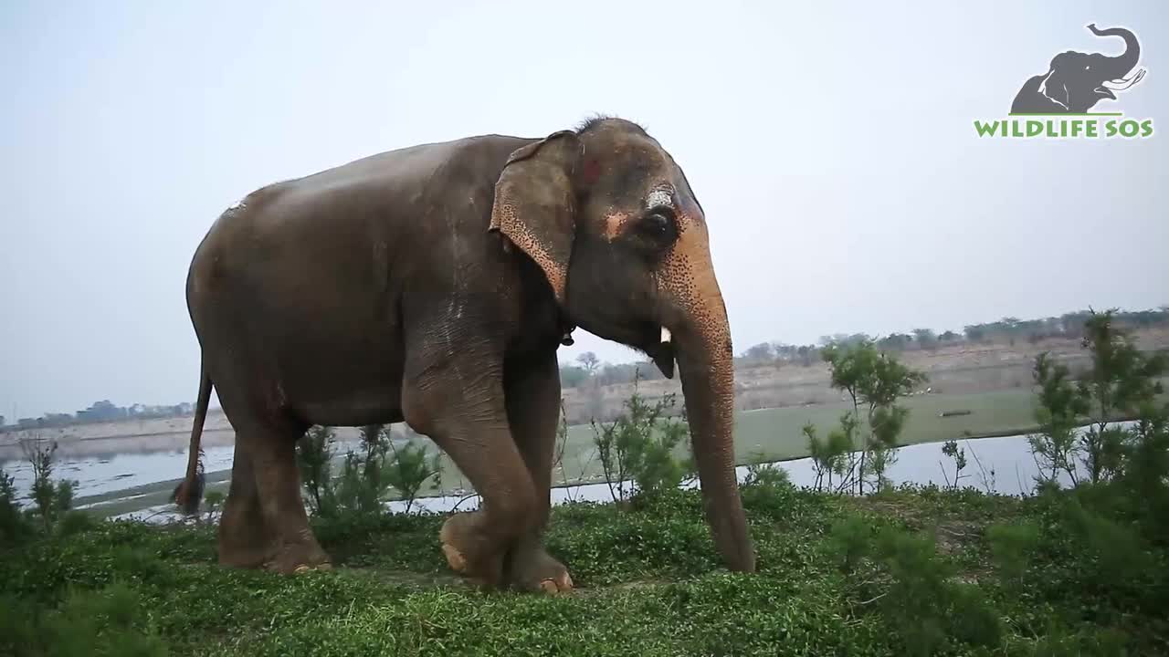 Blind elephant named Karma receives care at sanctuary in north India after lifetime of captive abuse