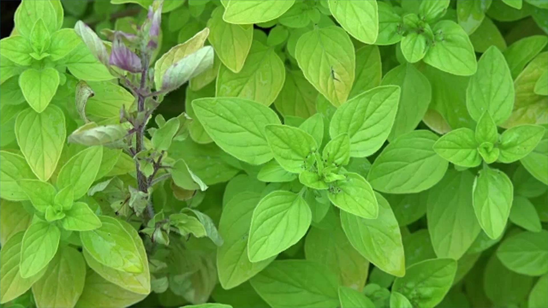 marjoram leaves