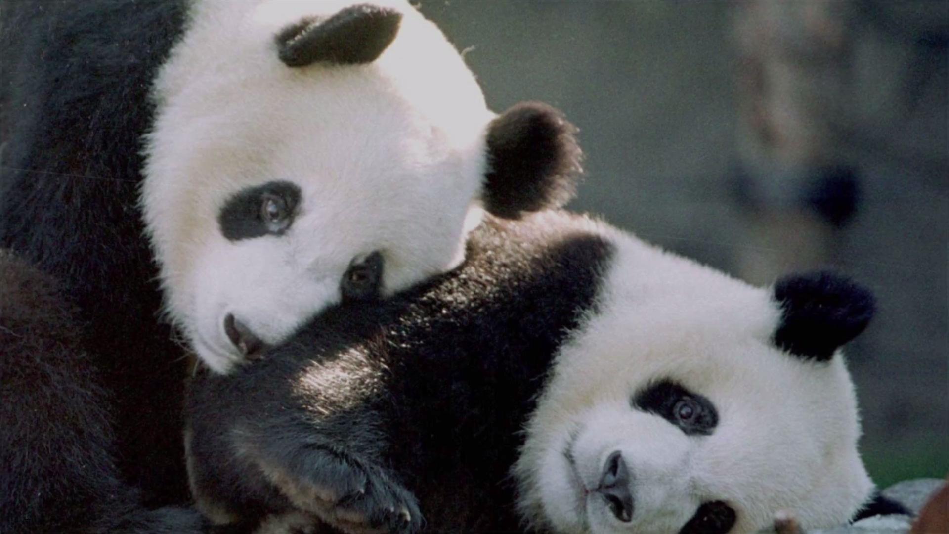 These Zoo Live Cams Let You Hang Out With Pandas, Giraffes, and Other