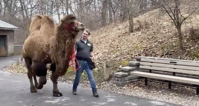 Animals Get An Eyeful As Camels Tour Syracuse Zoo