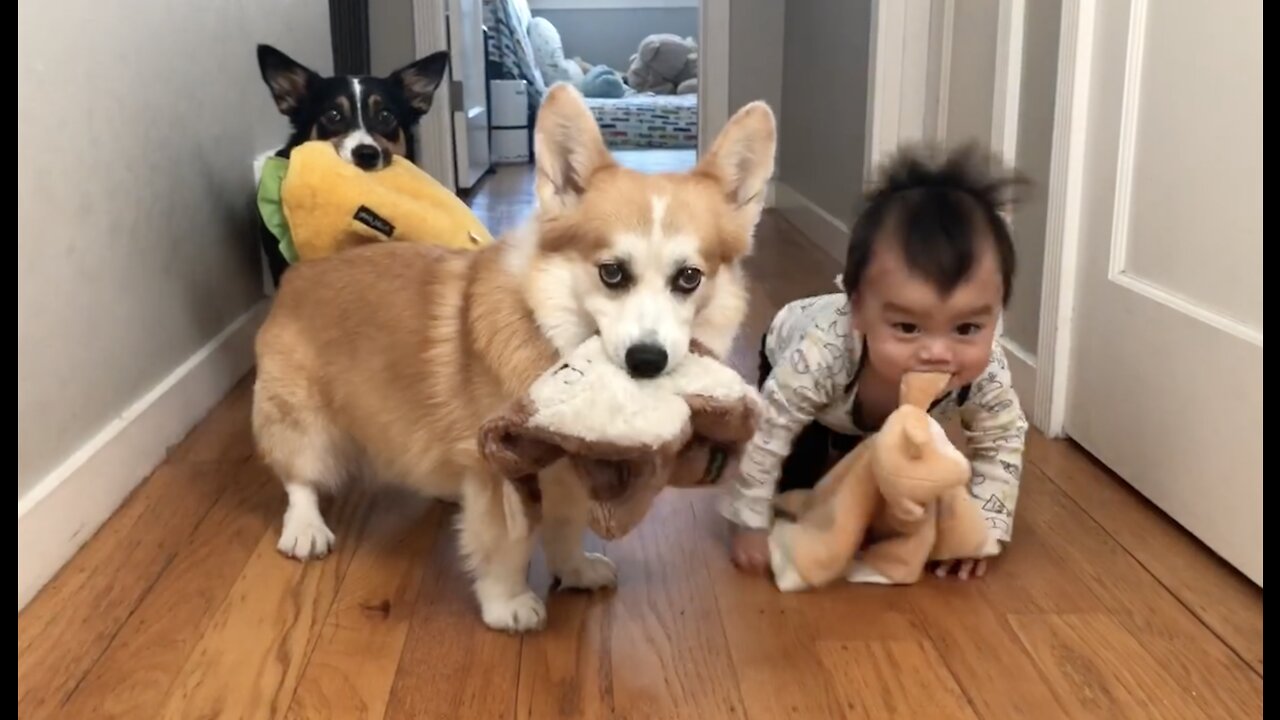 corgi and baby