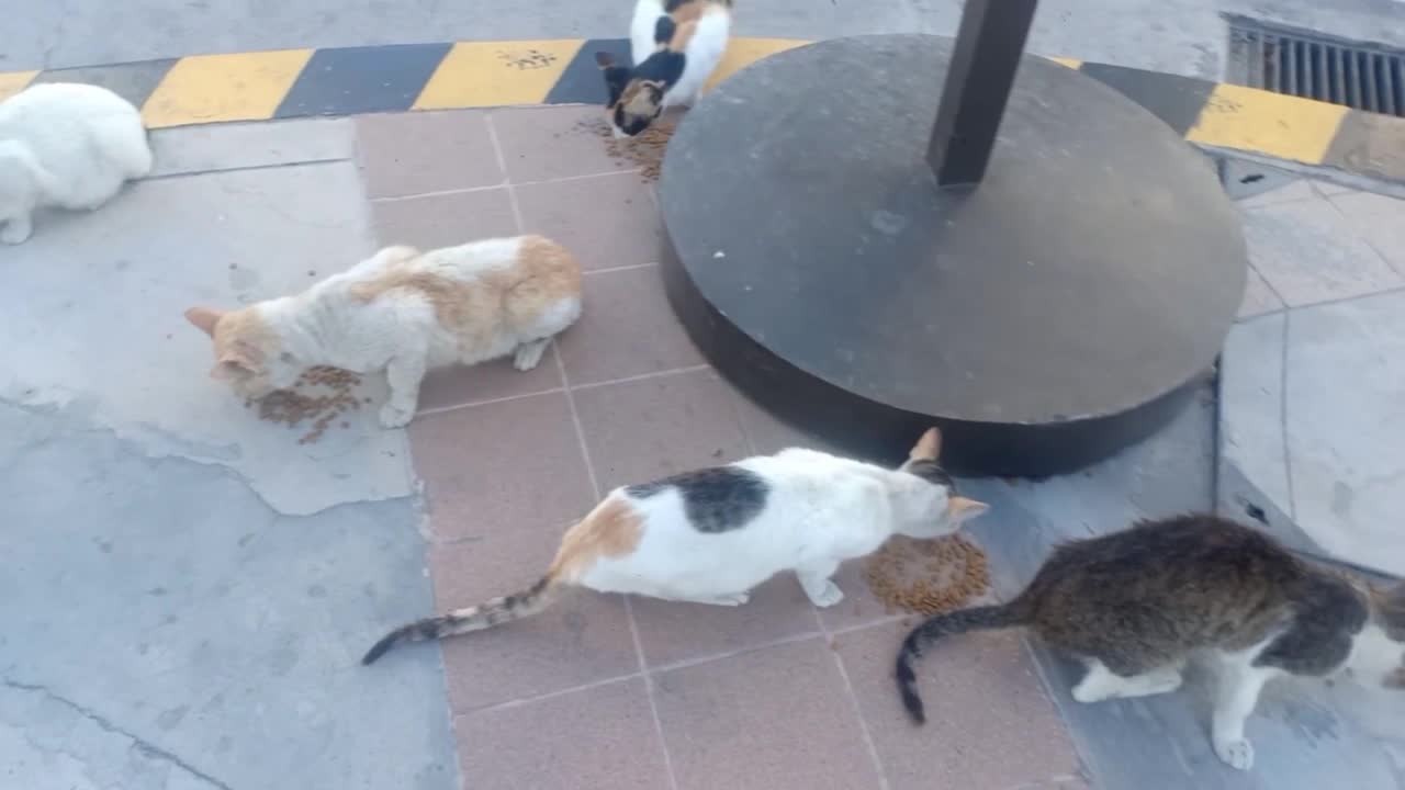 Kind neighbour feeds stray cats going hungry during COVID-19 lockdown