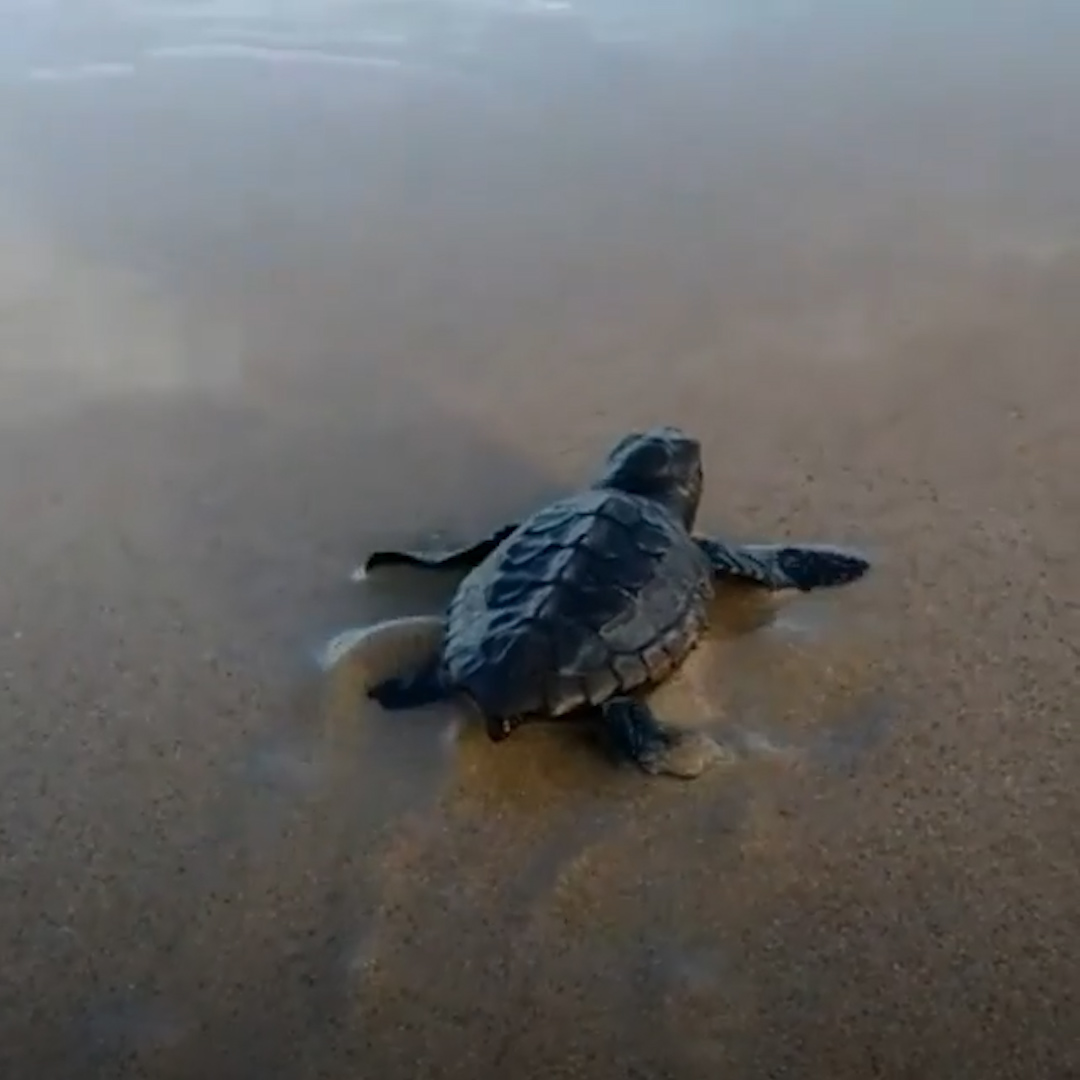 cute baby turtles swimming
