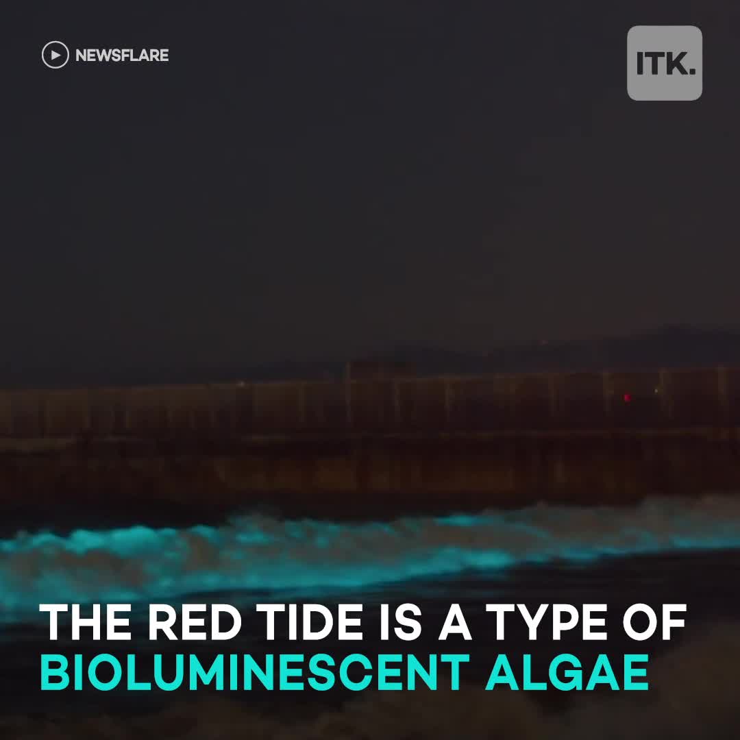 Bioluminescent waves bring mesmerizing glow to California shores [Video]