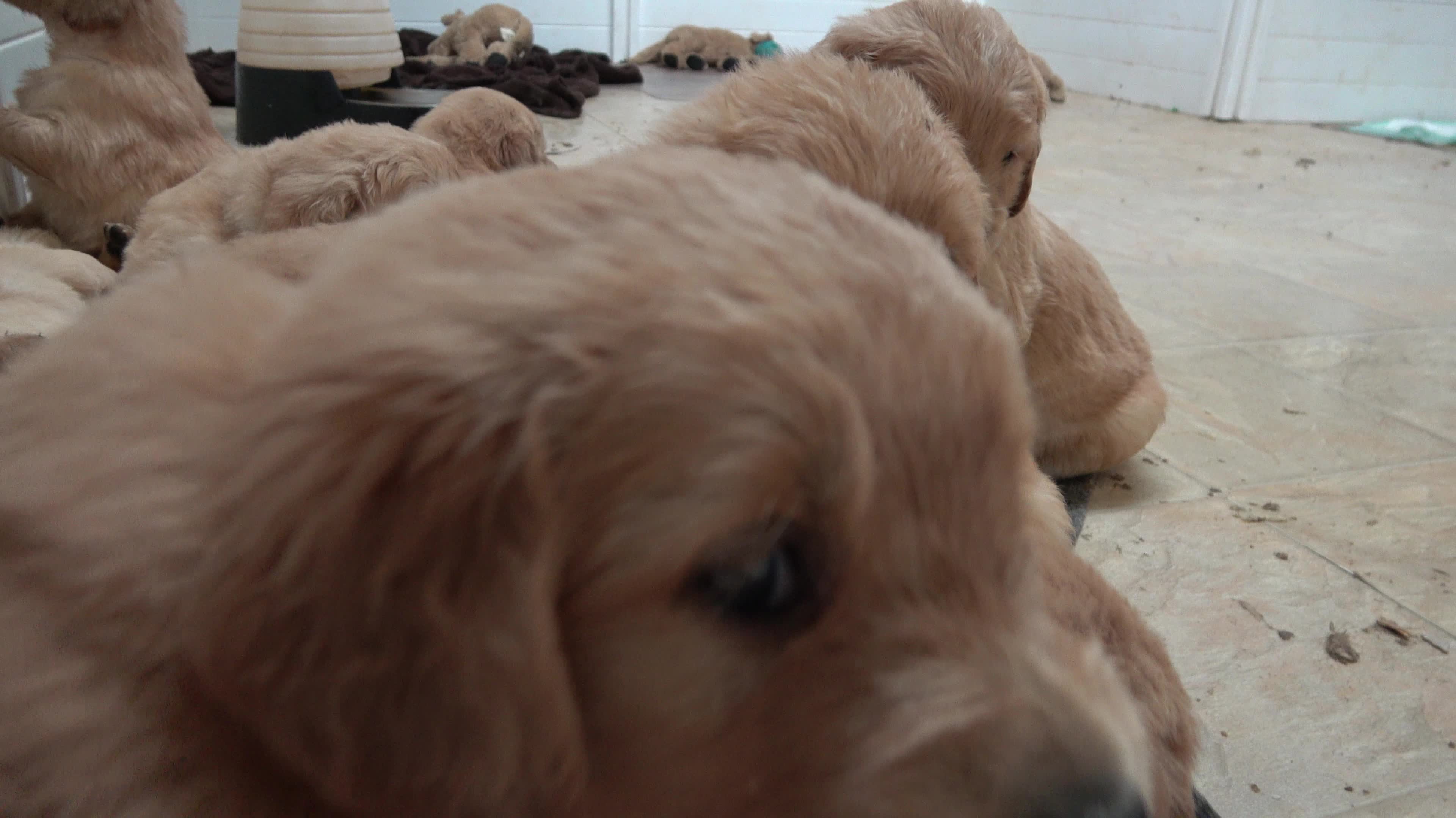 Golden Retriever Puppies Adorably Try To Settle For Nap Time