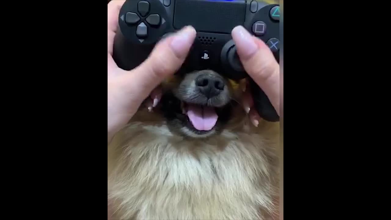 Gamer uses her pet dog's NOSE as extra while