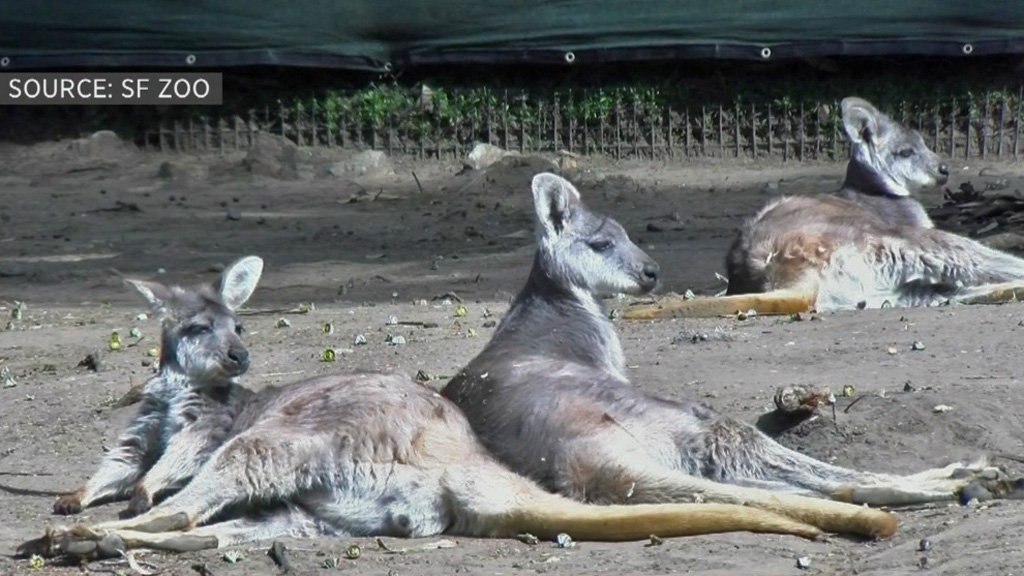 SF Zoo Animal Deaths Believed Linked to Wandering Mountain Lion