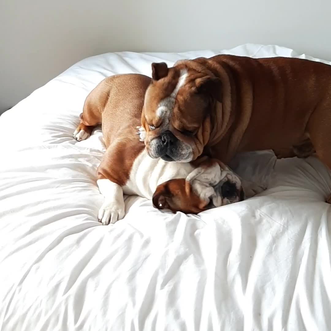 English Bulldogs play-fight all over their owner’s bed