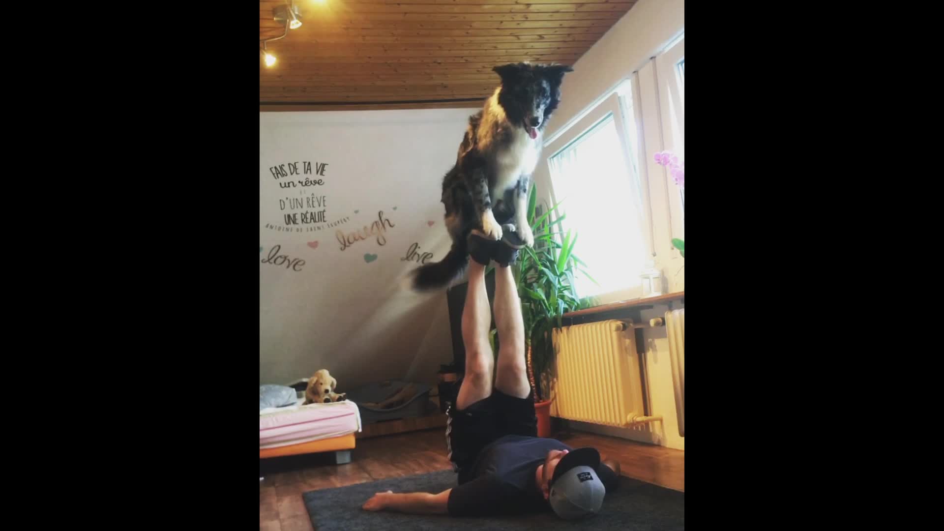 Incredibly talented dog pulls of amazing balance trick