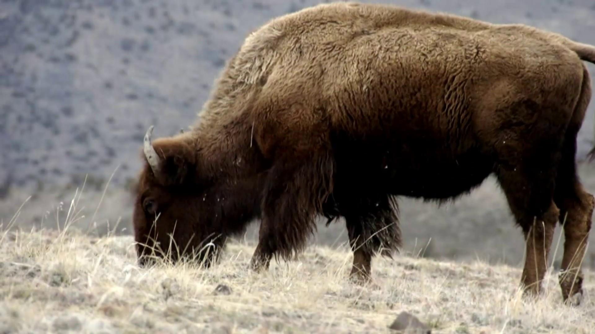 Woman gored by bison at Yellowstone National Park