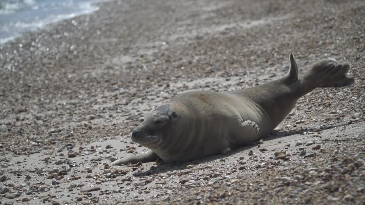 Sammy The Seal Soaks Up The Sun On Weymouth Beach