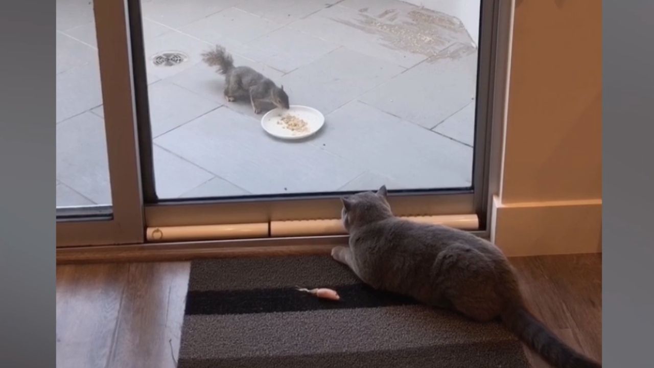 Un Chat Donne Une Belle Frayeur A Un Ecureuil