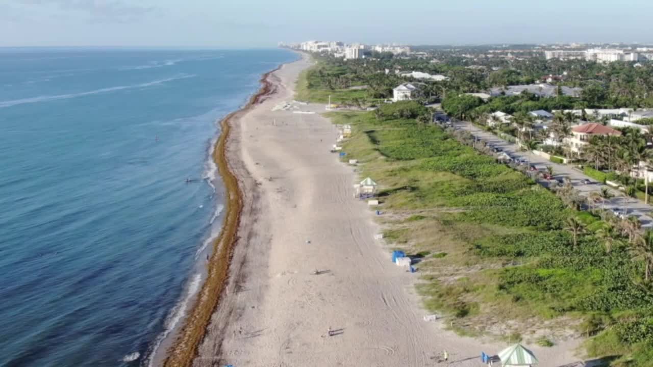 Green tide of Sargassum seaweed flooding Florida's beaches causes