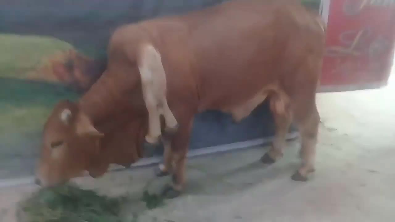 6 legged cow