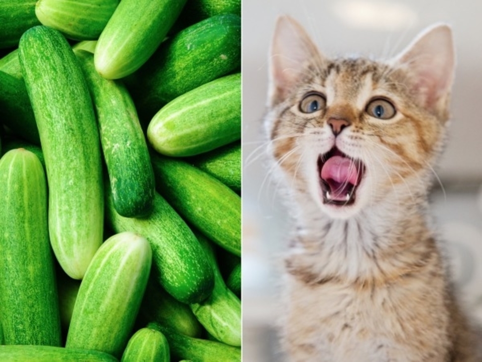 Why Are Cats Scared Of Cucumbers