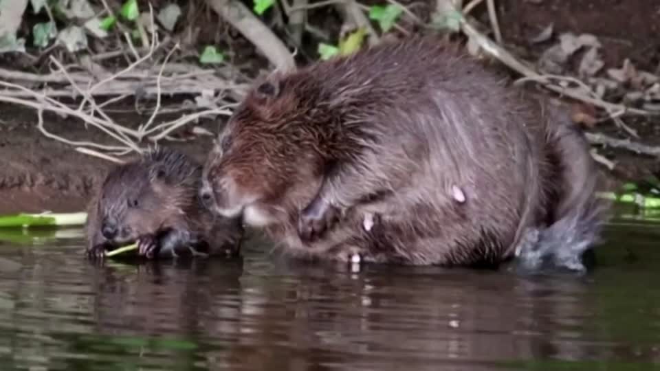 British beavers back in the wild after 400 years