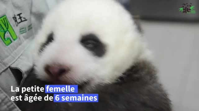 Le Bebe Panda Du Zoo De Taipei Ouvre Ses Yeux Pour La Premiere Fois