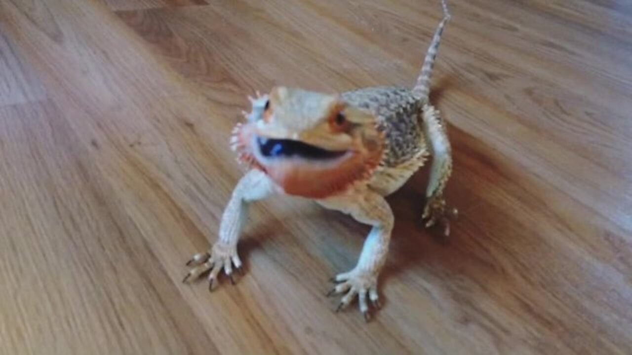 Bearded Dragon Does A Happy Dance After Getting To Eat Blueberries