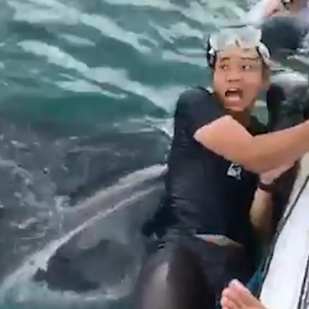 whale shark eating human