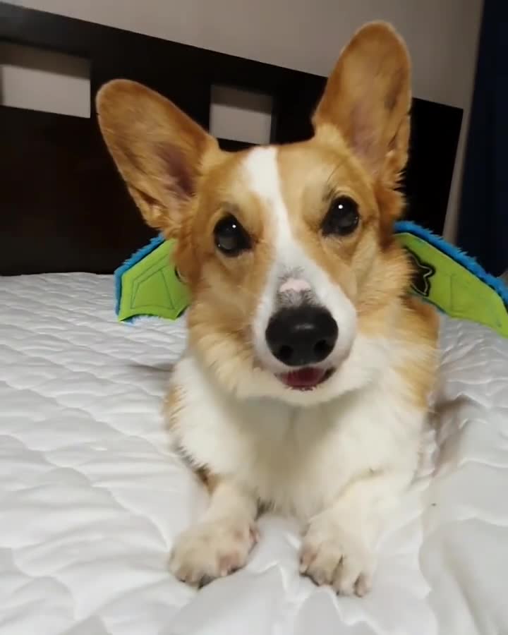 corgi with wings