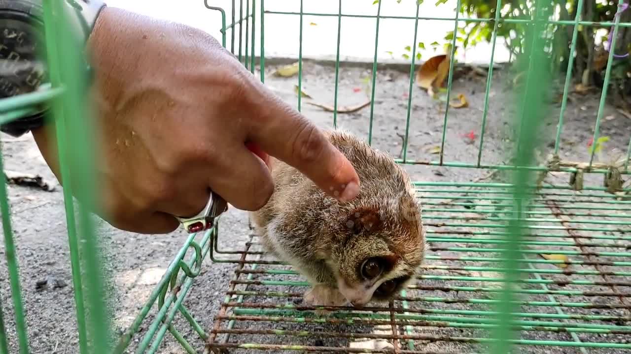 Meet the Southeast Asian animal that's endangered for being 'too cute'