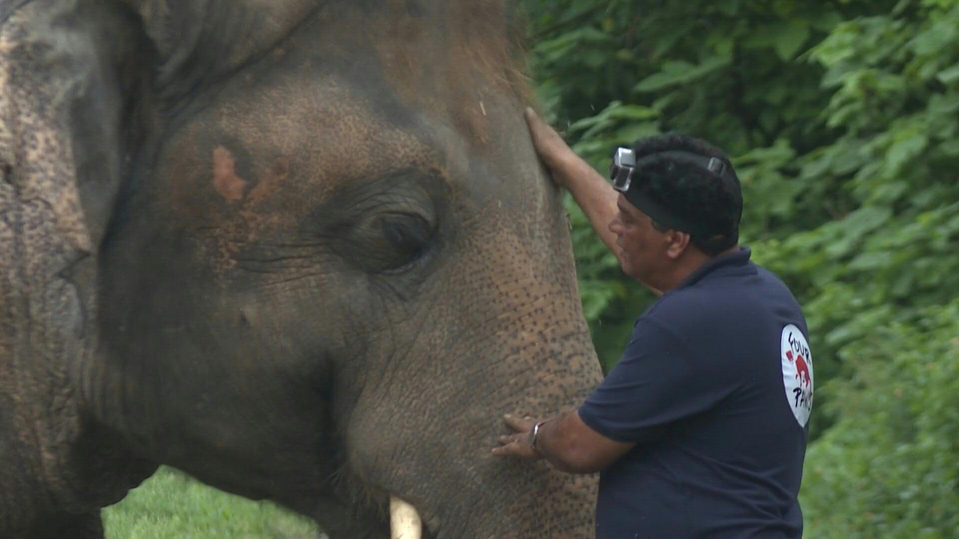 elephant that sings and moves ears