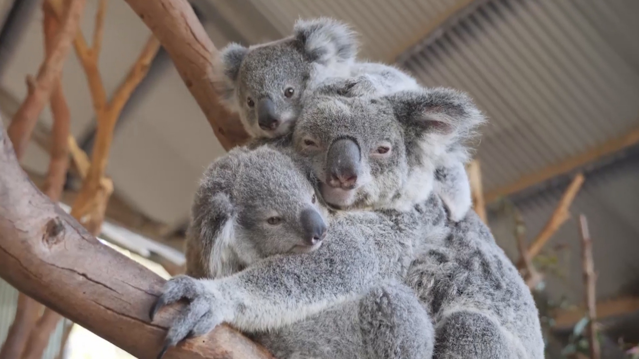 Trois Adorables Bebes Koalas S Amusent A Grimper Sur Leur Maman