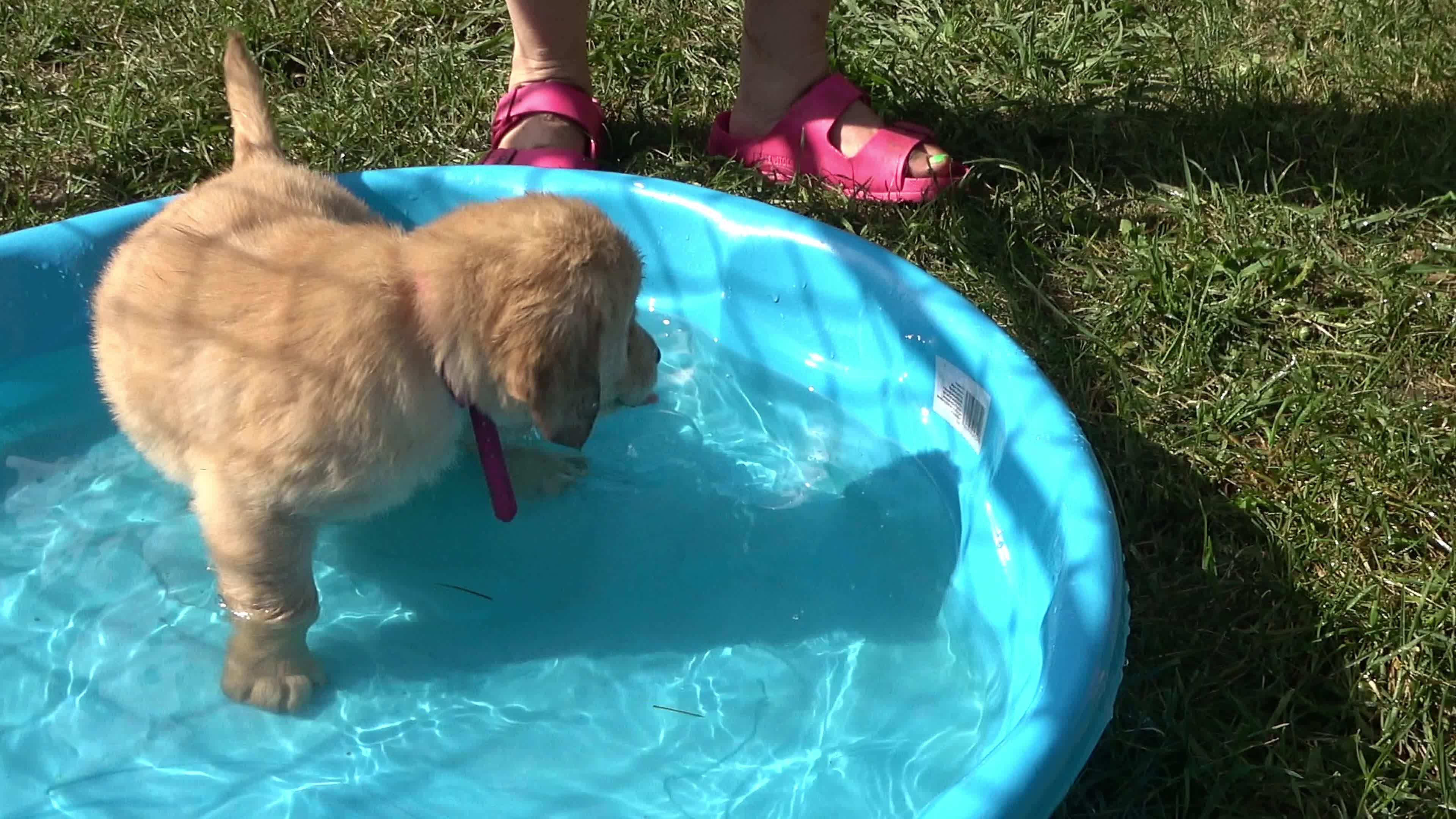 non registered golden retriever puppies sale