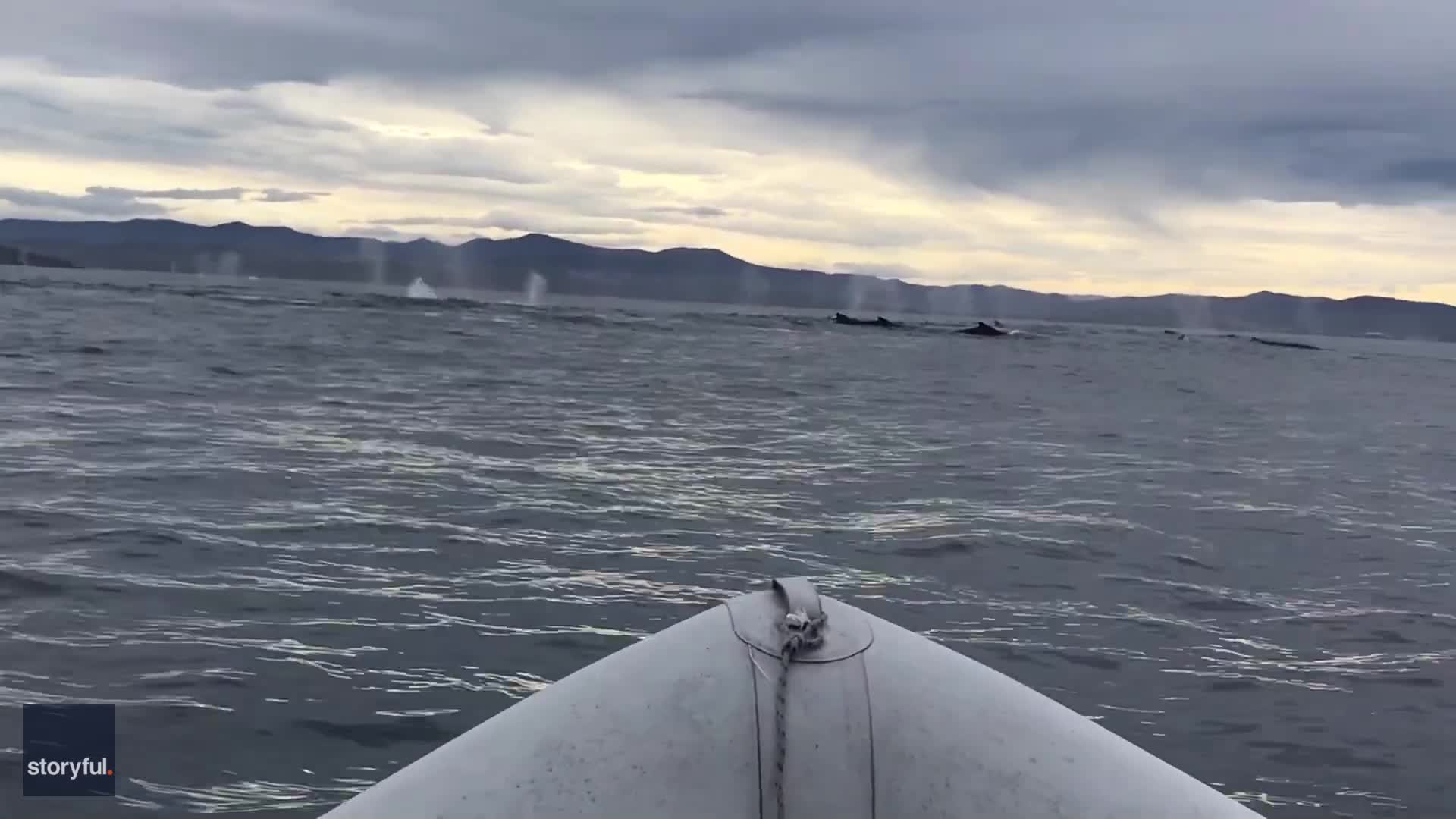 'Mega-Pod' of Humpback Whales Frolic off Australia's East ...