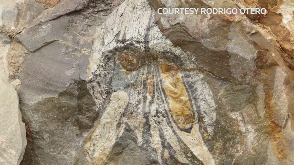 Daunting Marine Predator S Fossil Uncovered In Chile