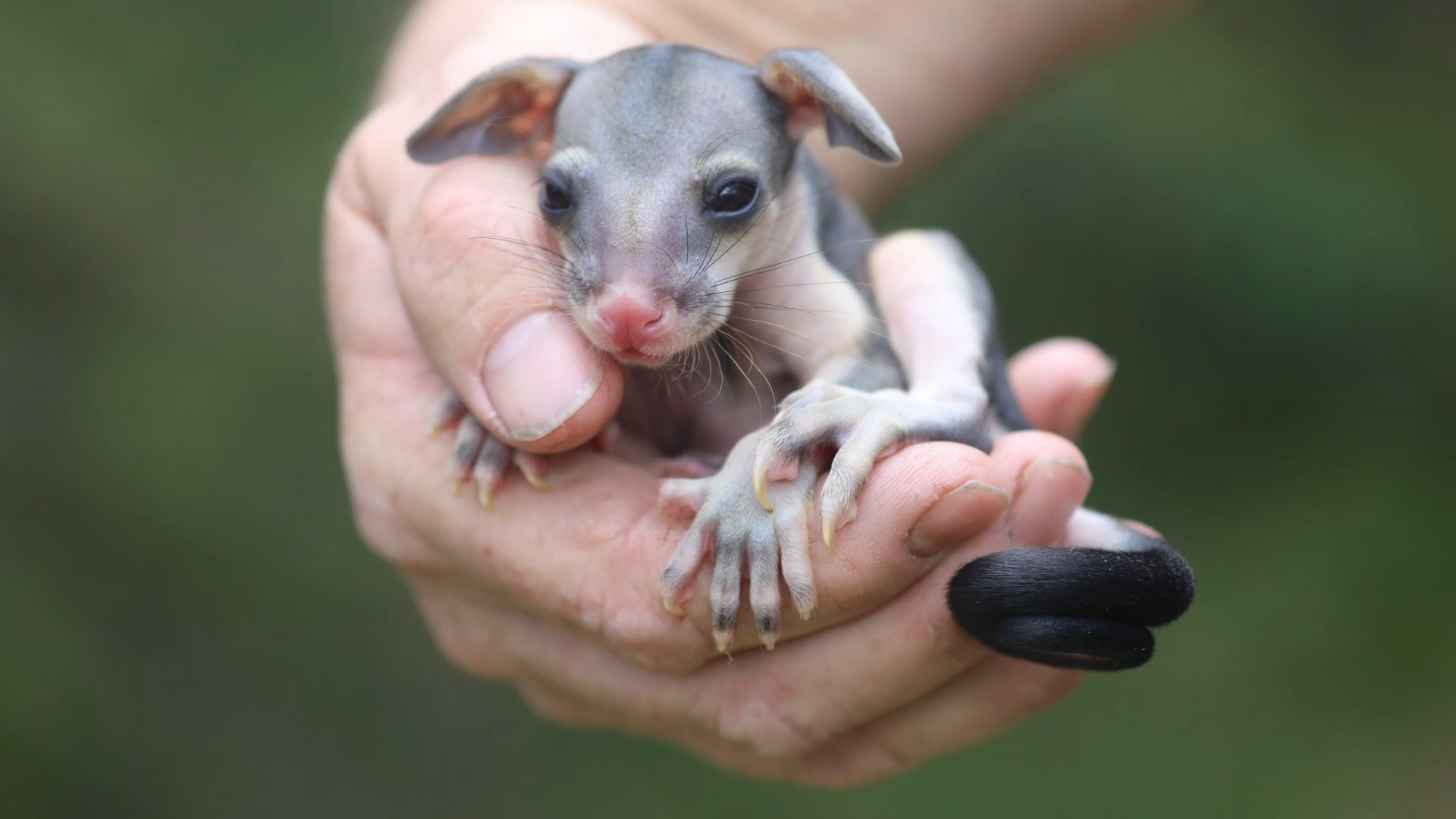 Ce Bebe Opossum A Ete Sauve In Extremis