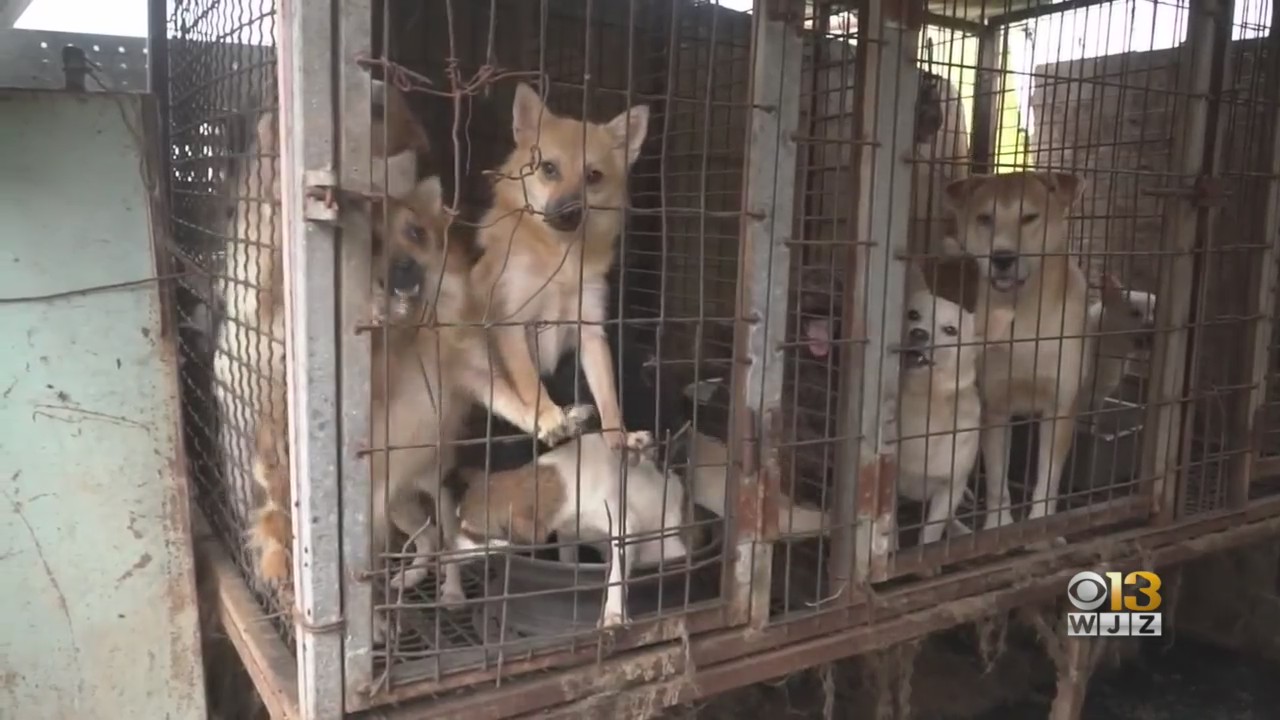150 Dogs Rescued From South Korean Meat 