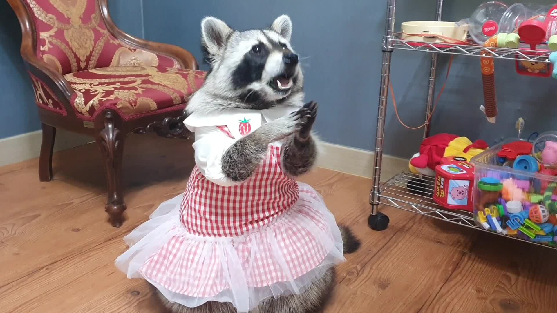 raccoons wearing collared shirts