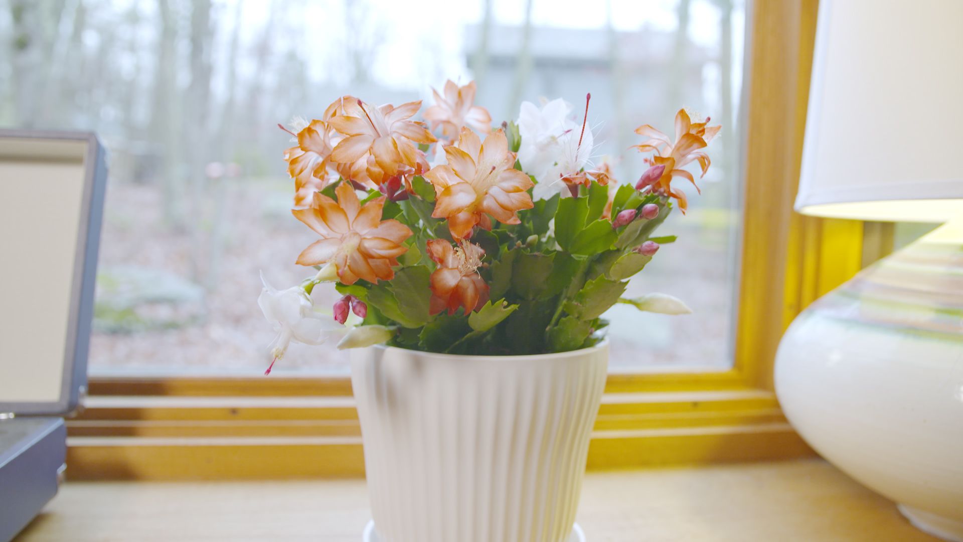 How to Care for a Christmas Cactus