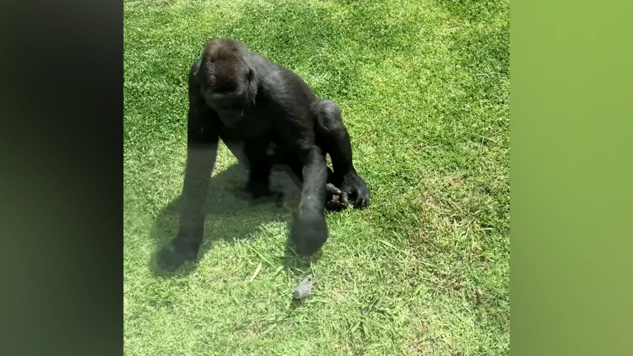 Sanfter Riese Gorilla Kummert Sich Um Verletzten Vogel