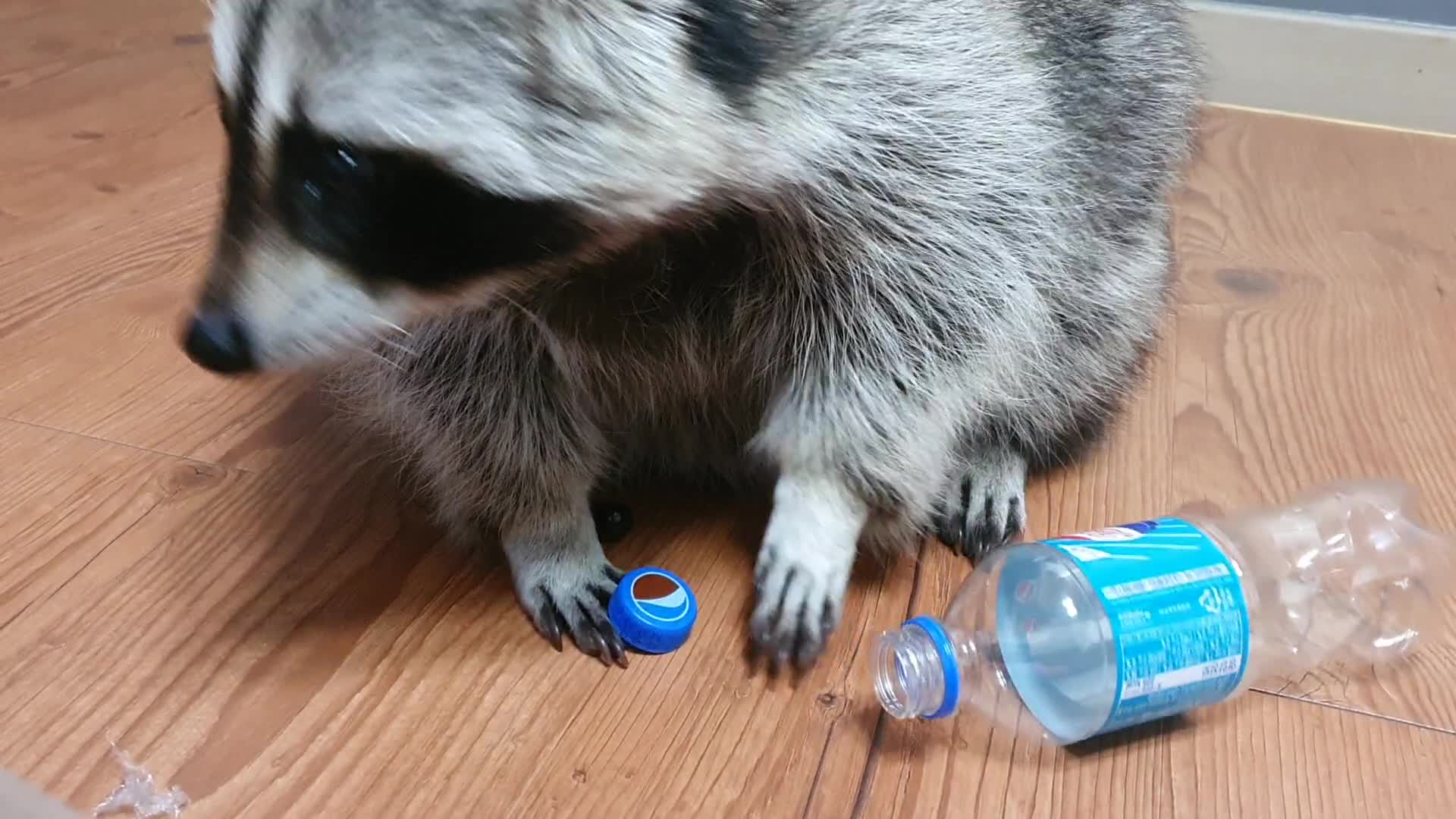 plastic raccoon