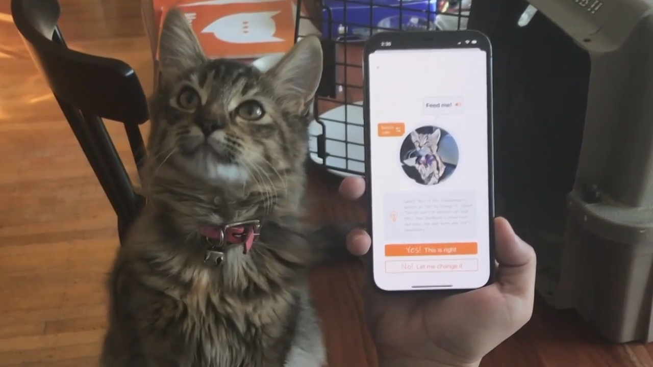 Il Cree Une Application Pour Mieux Comprendre Les Chats