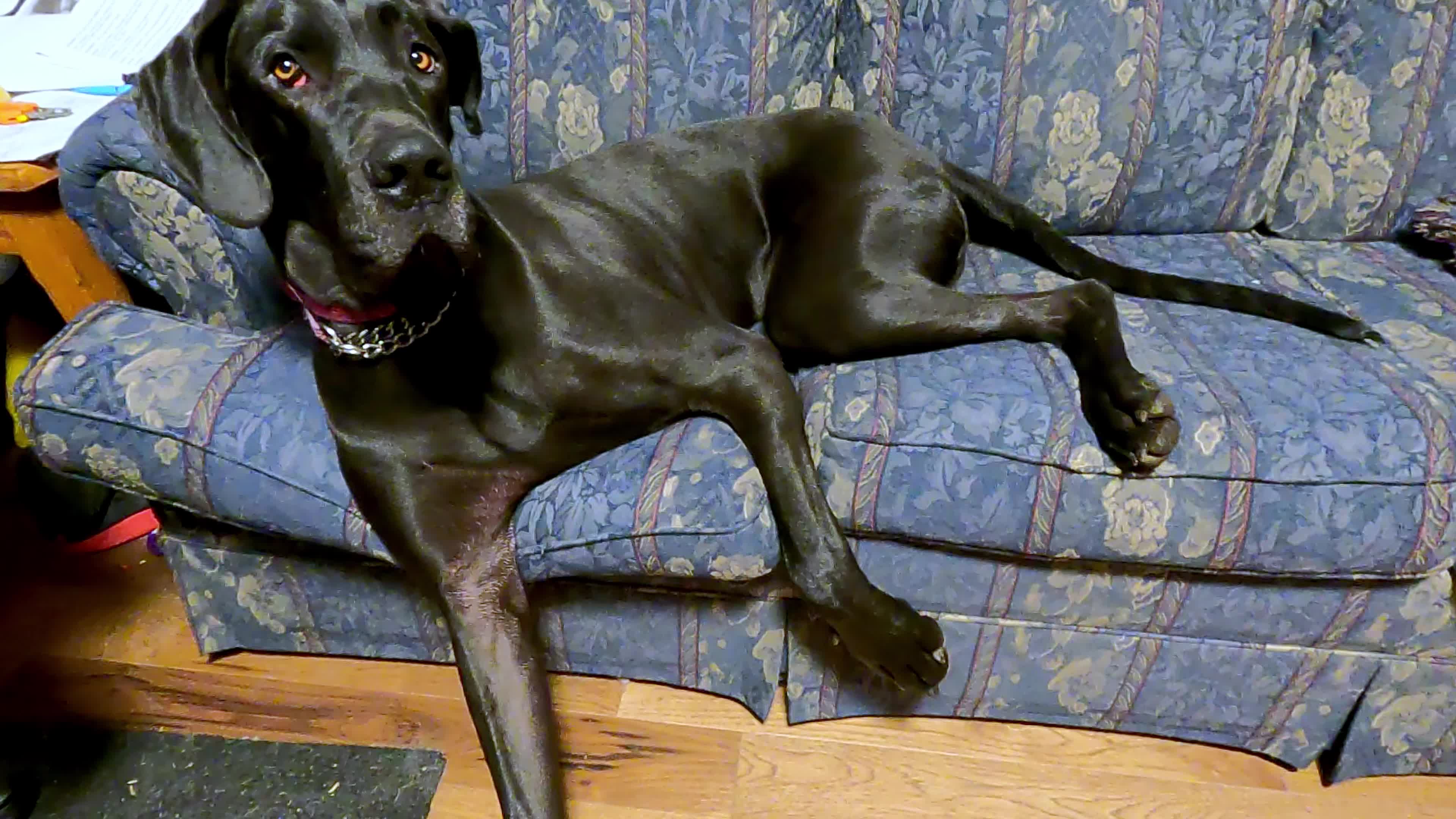 are great dane puppies clumsy