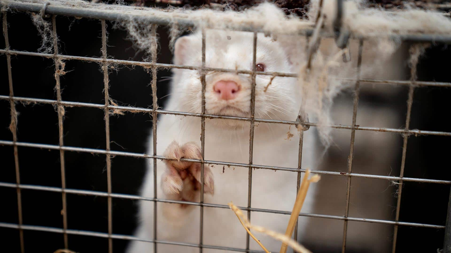 COVID19 outbreak on B.C. mink farm sparks concern