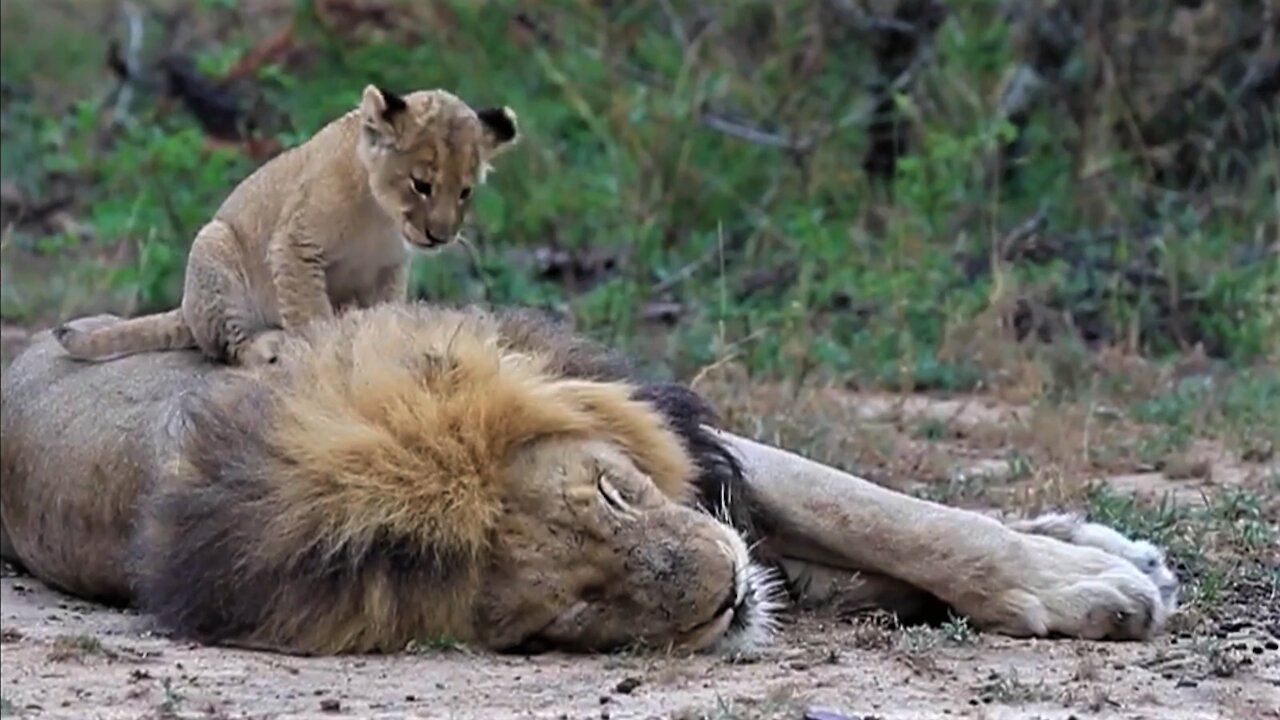 lion cubs with father and mother