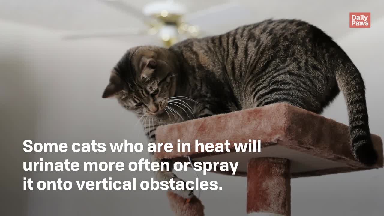 Heres How Long And How Often Cats Are In Heat