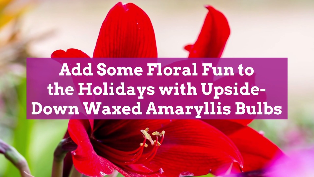 Add Some Floral Fun To The Holidays With Upside Down Waxed Amaryllis Bulbs