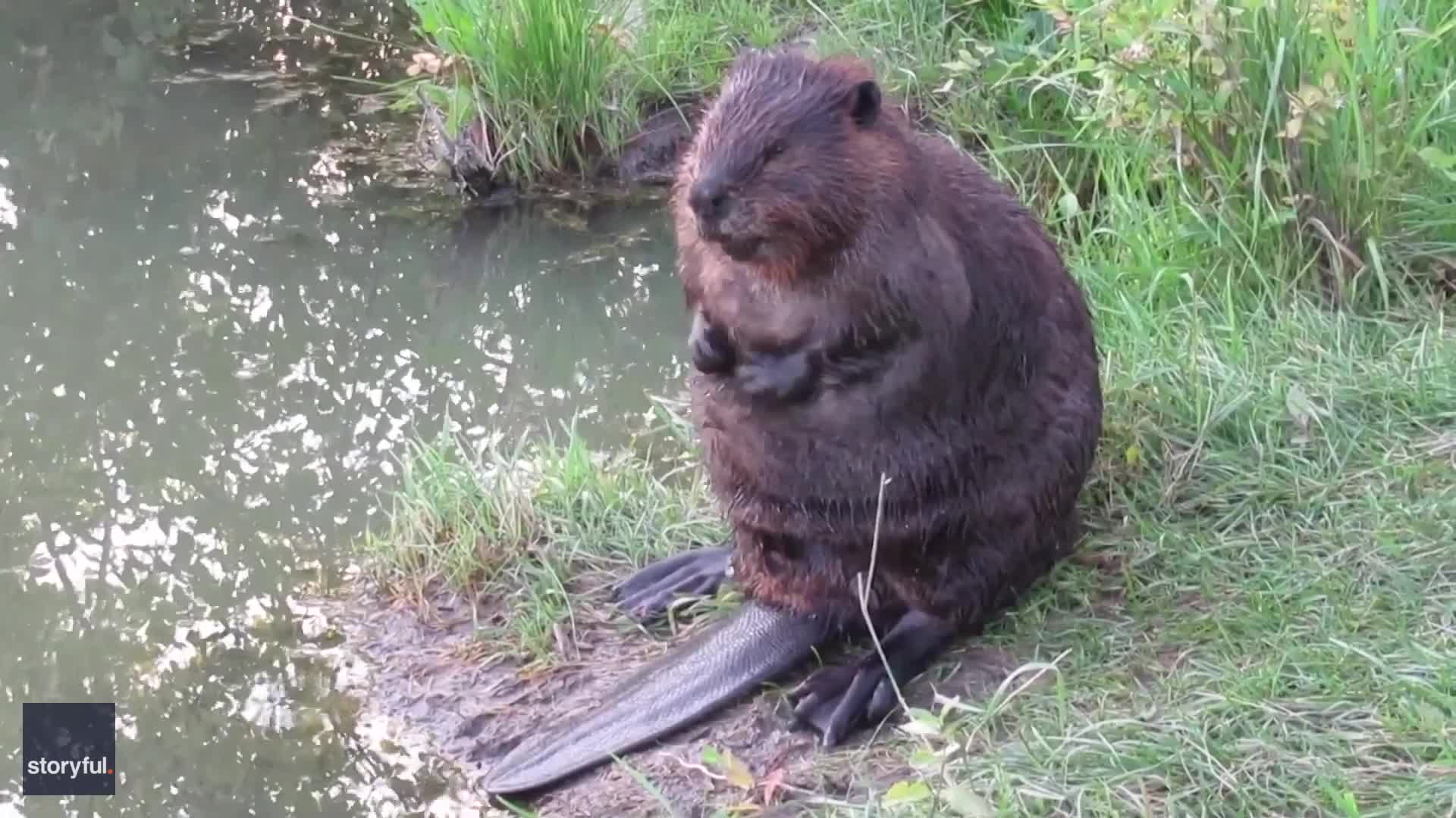 Chubby Beaver Performs Beauty Ritual in Saskatchewan