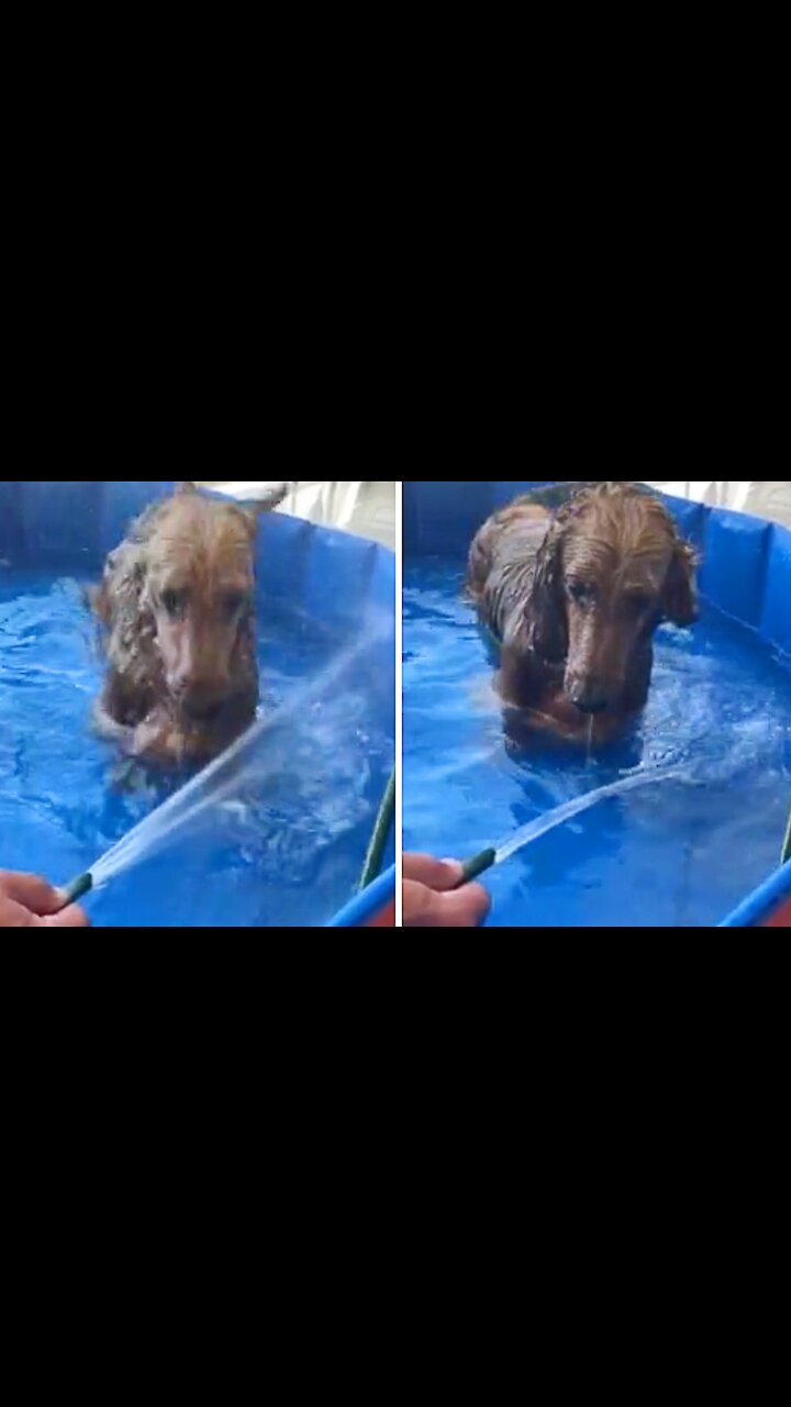 Little sausage dog is totally obsessed with the water hose - Yahoo News Canada