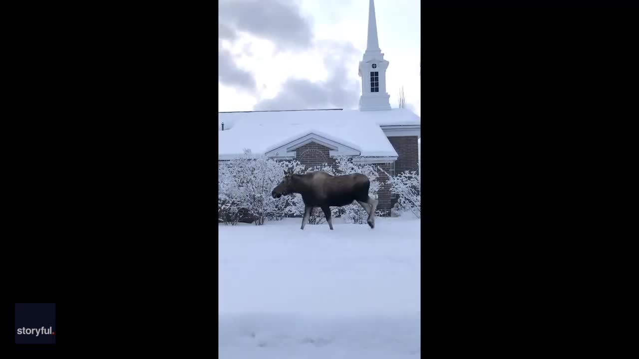 Το Moose Strolls Past Church στην Χειμερινή Αλάσκα