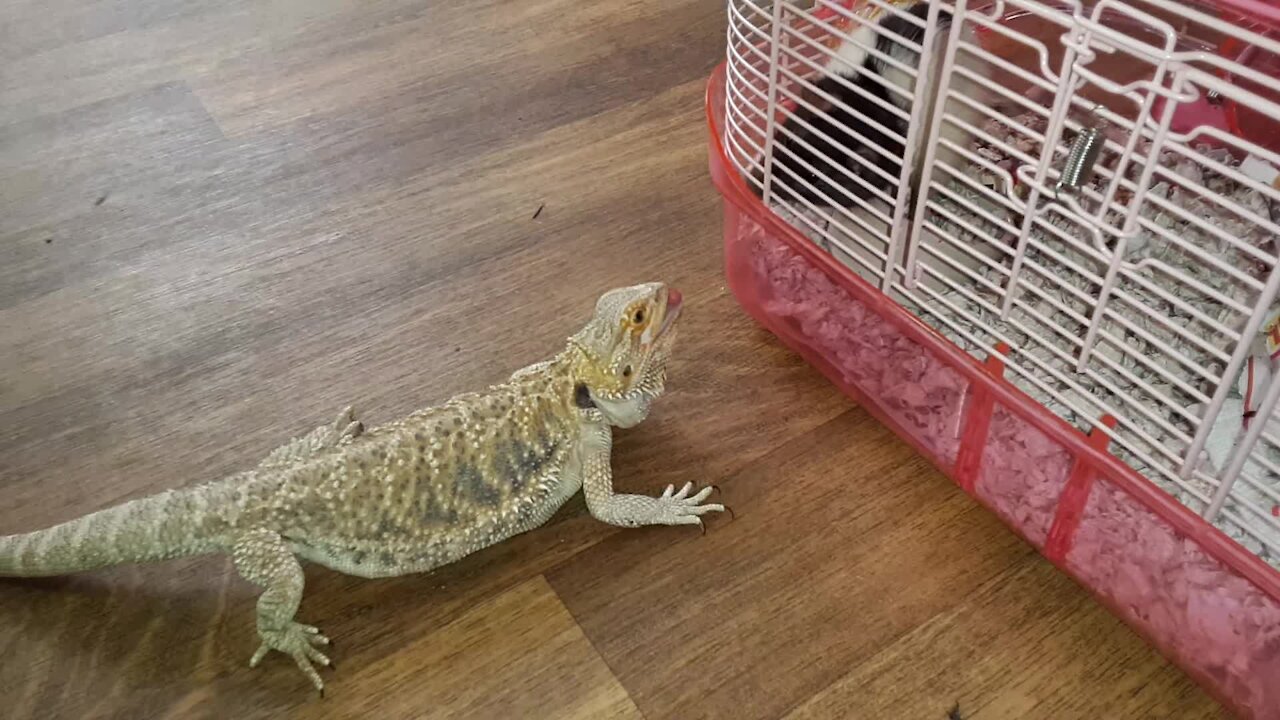 Bearded Dragon Discovers Pet Rat Desperately Tries To Make Contact