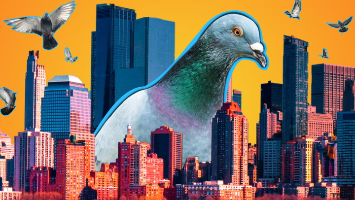 news.yahoo.com: Why American cities have so many pigeons ...