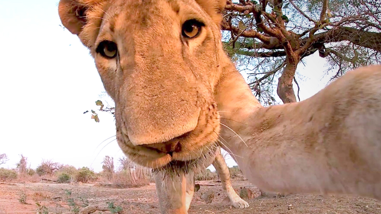 Lioness eats photographer's GoPro