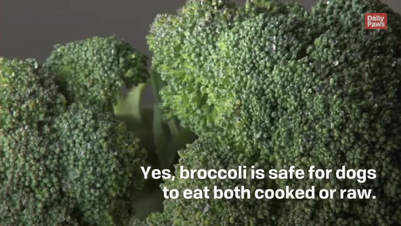 Is Broccoli Good for Dogs?