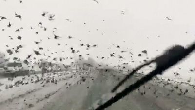 Thousands of starlings block road - Yahoo News